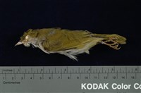 藏品(綠畫眉)的圖片